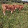 Organic weanlings Image 9