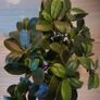 Over 10 year old Bonsai Image 5