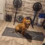 Barbell, dumbbells and others Image 2
