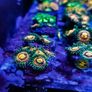 Rainbow Incinerator Zoa Image 7