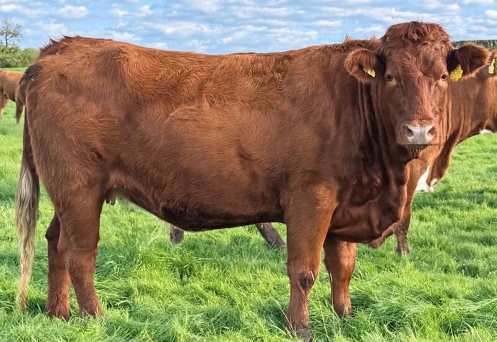 35 In-Calf Heifers for Sale Balla Mart 17 Oct