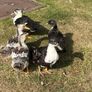 Ducks Image 4