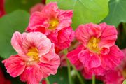 (N) Nasturtium Baby Rose seeds 3g ( 416042)