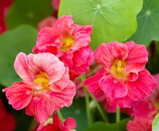 (N) Nasturtium Baby Rose seeds 3g ( 416042)