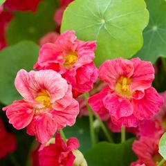 (N) Nasturtium Baby Rose seeds 3g ( 416042)