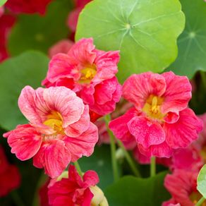 (N) Nasturtium Baby Rose seeds 3g ( 416042)