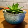 Cute Echeveria plant + pot Image 2
