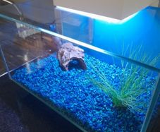fish tanks