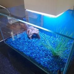 fish tanks