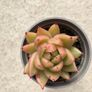 Succulents Image 3