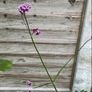 Verbena bonariensis Image 6