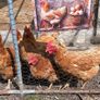 5 laying chickens, coop and run Image 6