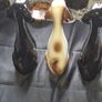 3 Porcelain Dogs for sale as a lot, Postage Available Image 5