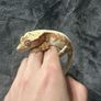 Crested gecko Image 3