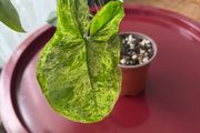 Syngonium mojito