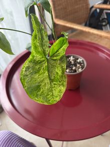 Syngonium mojito