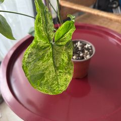 Syngonium mojito
