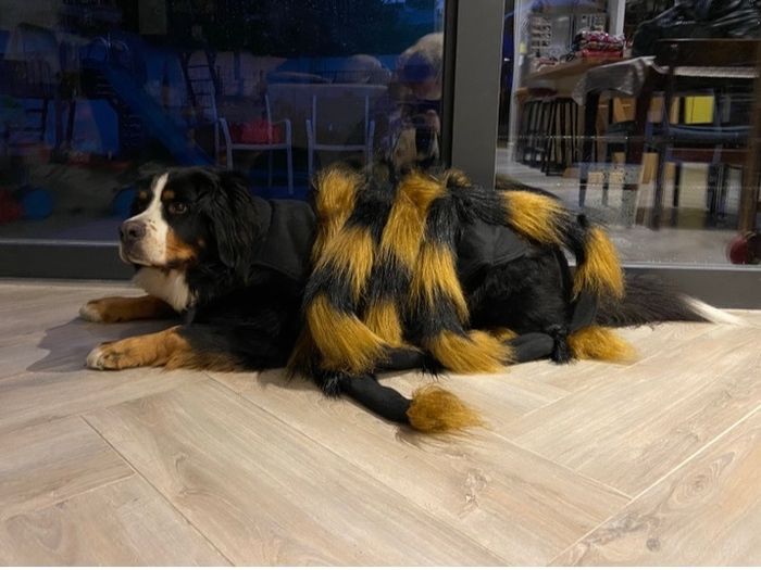 XL dogs - spider costume