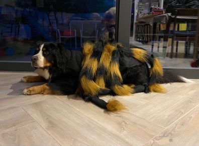 XL dogs - spider costume