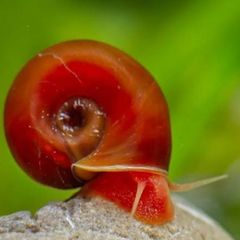 Ramshorn Aquarium Snails