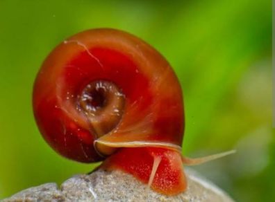 Ramshorn Aquarium Snails