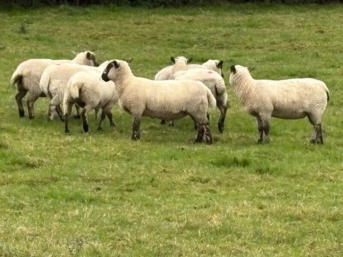 Hoggets