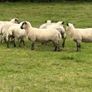 Hoggets Image 2