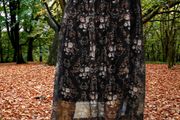 New skirt with elastic and tulle, smaller oversize