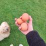 Chicks and fertilised eggs Image 3