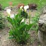 plants Image 2
