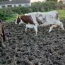 Livestock Image 5