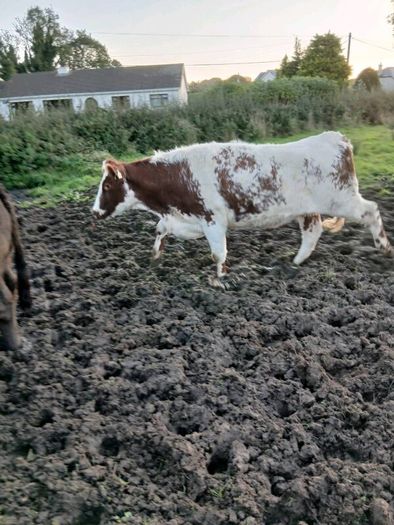 Livestock