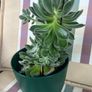 Succulent flower plant Image 3