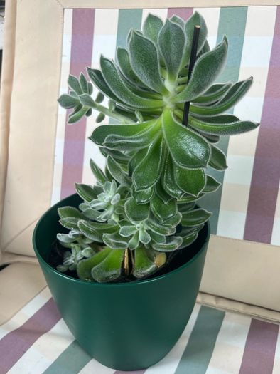 Succulent flower plant