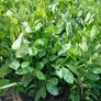 Large Laurel Hedging over 3.5ft tall (120cm) Image 6