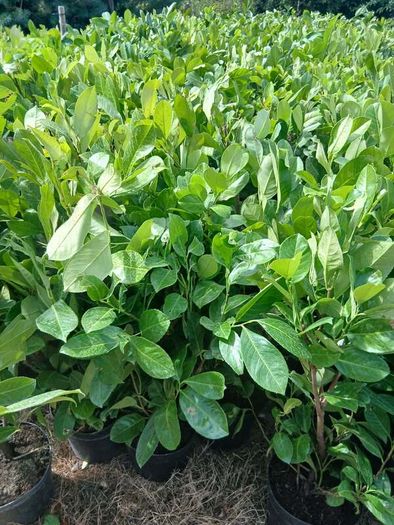 Large Laurel Hedging over 3.5ft tall (120cm)