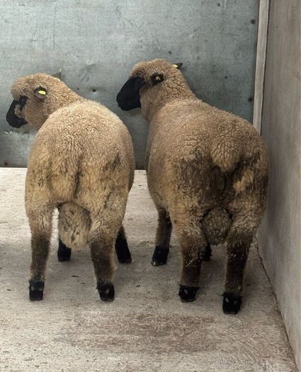 Shrophshire Rams