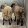 Shrophshire Rams Image 2