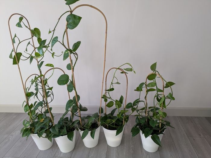 House plant