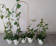 House plant