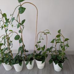 House plant