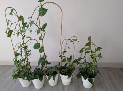House plant
