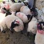 Ram lambs Image 5