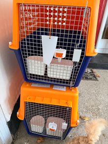 dog crates
