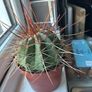Melocactus Long-Spined Cactus Image 6
