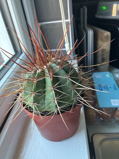 Melocactus Long-Spined Cactus