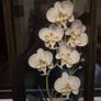 Framed Orchids Image 2