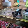 Ray-Ban Chris RB4187 Polarised Sunglasses Brand New Image 3