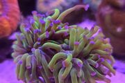 Hammer Coral Frag