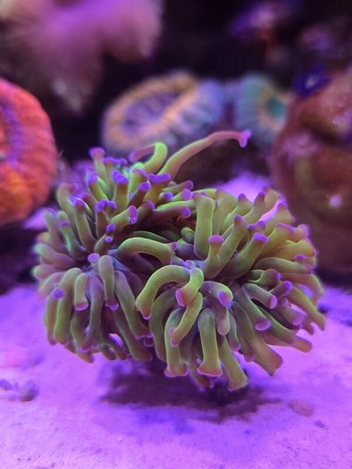 Hammer Coral Frag